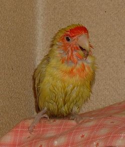Maron Photo