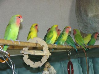 zatsugidan all member